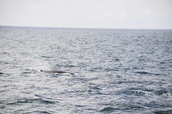 PLA03C26, Day 6, Fin.JPG © Esther Josten - Oceanwide Expeditions.JPG