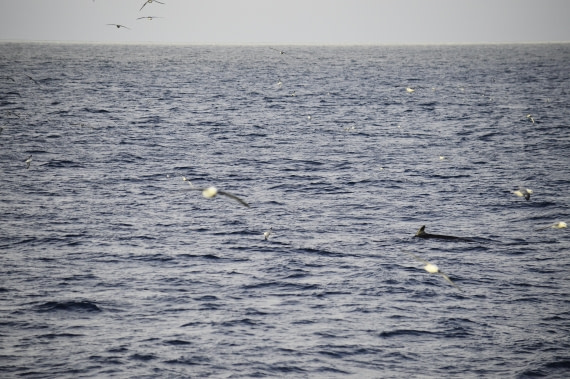 PLA03C26, Day 6, Minke & Fulmars.JPG © Esther Josten - Oceanwide Expeditions.JPG