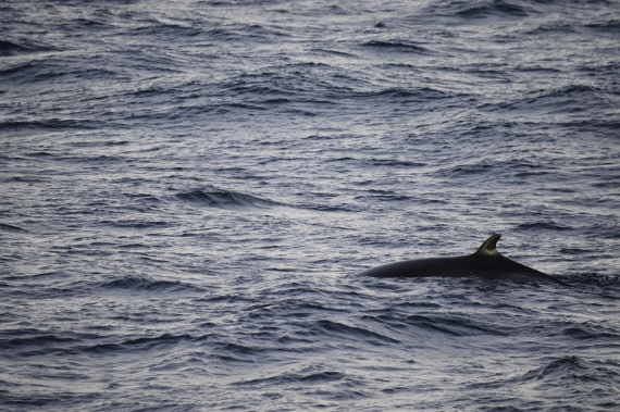 PLA03C26, Day 6, Minke.JPG © Esther Josten - Oceanwide Expeditions.JPG