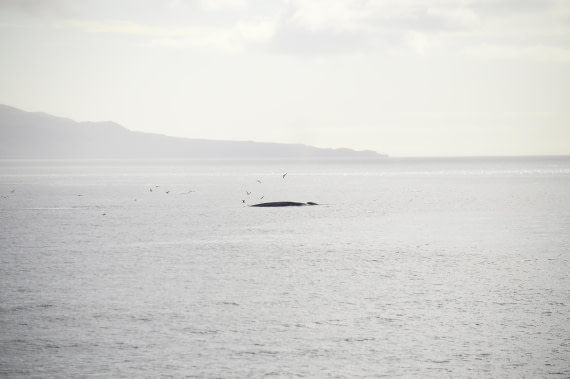 PLA03C26, Day 7, _DSC0772.JPG © Esther Josten - Oceanwide Expeditions.JPG