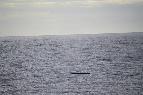 PLA03C26, Day 7, _DSC0854.JPG © Esther Josten - Oceanwide Expeditions.JPG