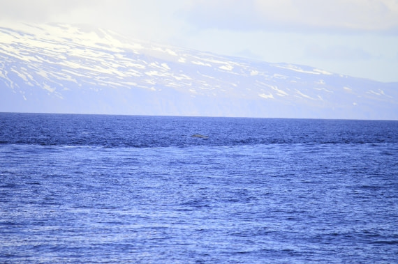 PLA03C26, Day 7, _DSC0902.JPG © Esther Josten - Oceanwide Expeditions.JPG