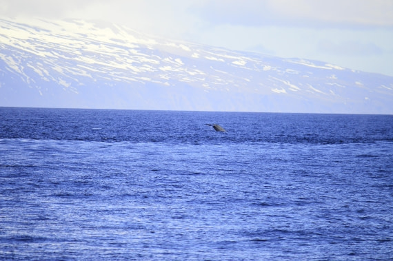 PLA03C26, Day 7, _DSC0905.JPG © Esther Josten - Oceanwide Expeditions.JPG