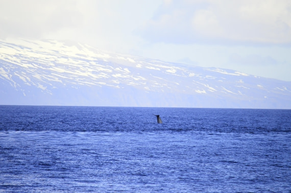 PLA03C26, Day 7, _DSC0910.JPG © Esther Josten - Oceanwide Expeditions.JPG
