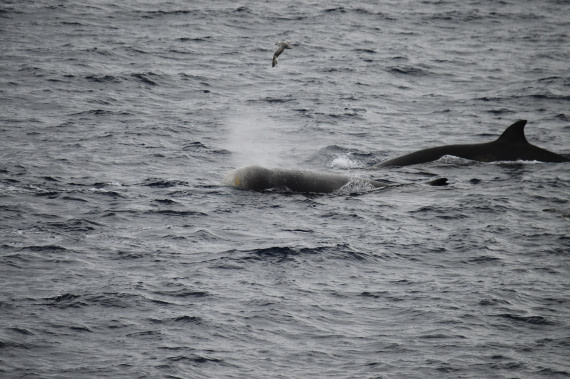 PLA03C26, Day 8, _DSC1035.JPG © Esther Josten - Oceanwide Expeditions.JPG