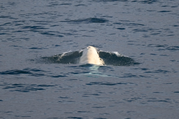 HDS04-26, Day 4, DSC_3343 © Unknown Photographer - Oceanwide Expeditions.jpg