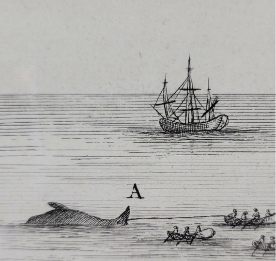 HDS04-26, Day 5, whaling2 drawing © Unknown Photographer - Oceanwide Expeditions.png