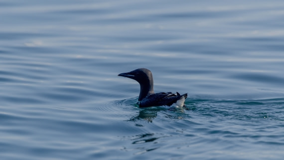 OTL04-26, Day 4, PippaLow-0744© Pippa Low - Oceanwide Expeditions.jpg