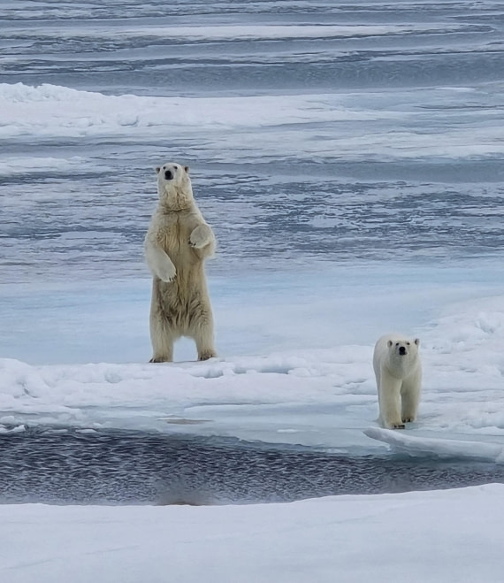 Polar Bear