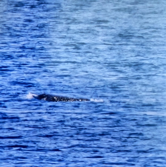 Narwhal