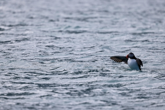 Summer Puffin