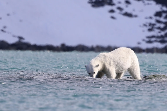 Polar bear