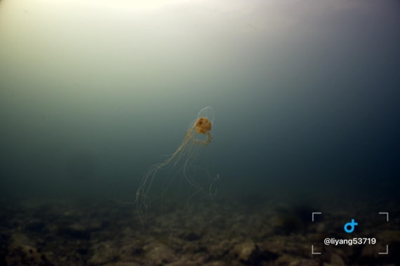 OTL05-26, Day 7, 2026-06-25 at 4.58.54 PM (1)© Yang Li - Oceanwide Expeditions.jpeg