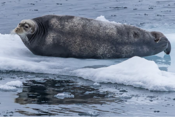 PLA05-26, Day 5, Picture5-2.png © Unknown Photographer - Oceanwide Expeditions.png