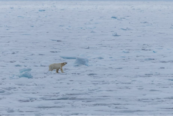 PLA05-26, Day 6, Picture6-2.png © Unknown Photographer - Oceanwide Expeditions.png