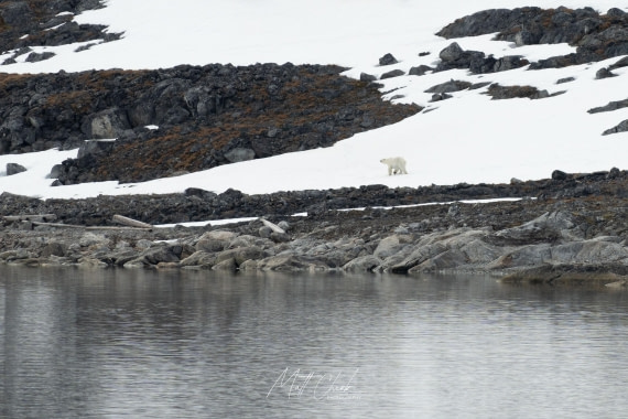 HDS05-26, Day 2, 21-06-26_PolarBear_MattCheok-2 © Matt Cheok - Oceanwide Expeditions.JPG
