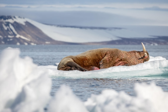 HDS05-26, Day 3, _6M32061 © Juan Martin Berenstein - Oceanwide Expeditions.jpg