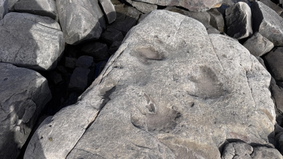 HDS06-26, Day 8, Iguanodonfootprint-MeikeSjoer © Meike Sjoer - Oceanwide Expeditions.JPG