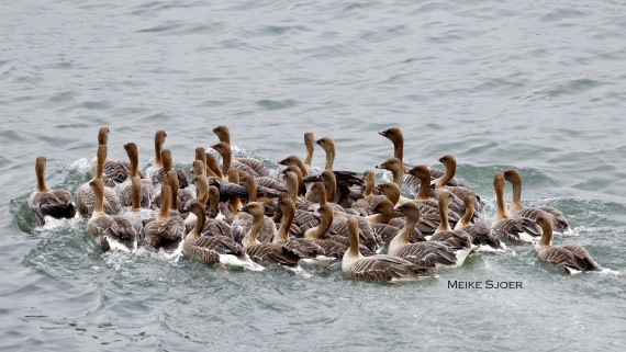 HDS06-26, Day 8, Pinkfooted-MeikeSjoer © Meike Sjoer - Oceanwide Expeditions.JPG