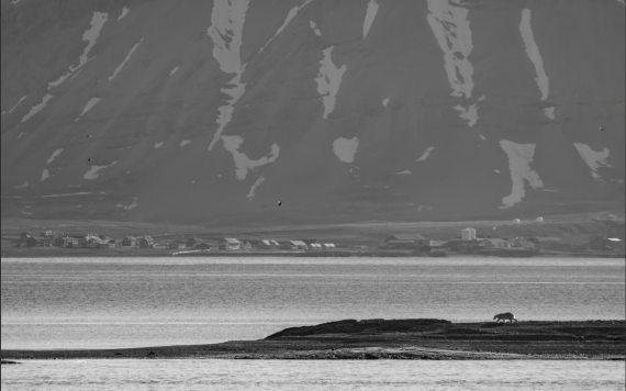 HDS06-26, Day 2, bear © Unknown photographer - Oceanwide Expeditions.png