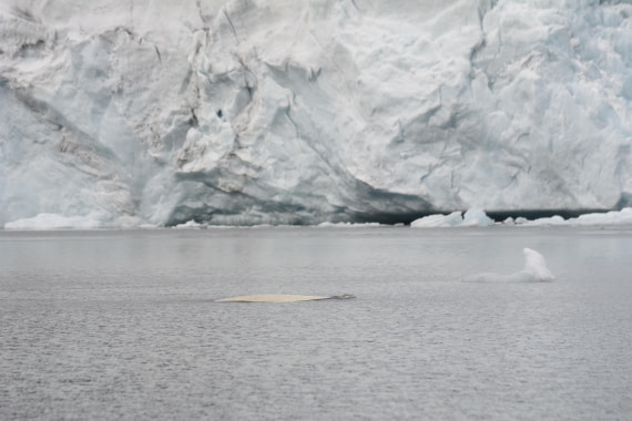 OTL07-26, Day 3, Marco_ (1).JPG © Marco Rosso - Oceanwide Expeditions.JPG