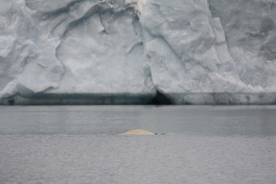 OTL07-26, Day 3, Marco_ (23).JPG © Marco Rosso - Oceanwide Expeditions.JPG