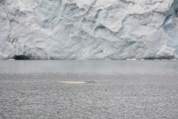 OTL07-26, Day 3, Marco_ (25).JPG © Marco Rosso - Oceanwide Expeditions.JPG
