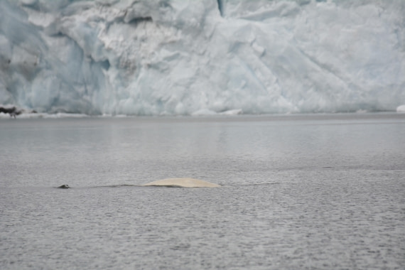 OTL07-26, Day 3, Marco_ (29).JPG © Marco Rosso - Oceanwide Expeditions.JPG