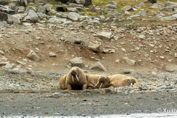 OTL07-26, Day 5, 493A3531.JPG © Liu Xuan - Oceanwide Expeditions.JPG