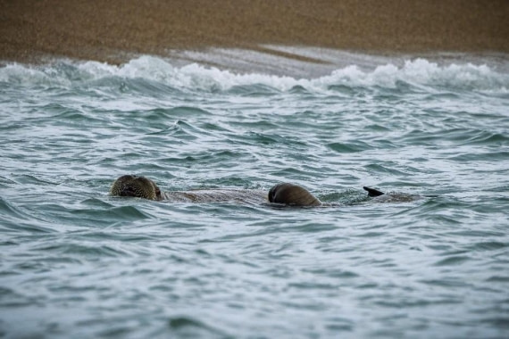 OTL07-26, Day 6, Picture2.jpg © Unknown Photographer - Oceanwide Expeditions.jpg