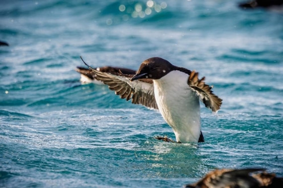 OTL07-26, Day 6, Picture5.jpg © Unknown Photographer - Oceanwide Expeditions.jpg