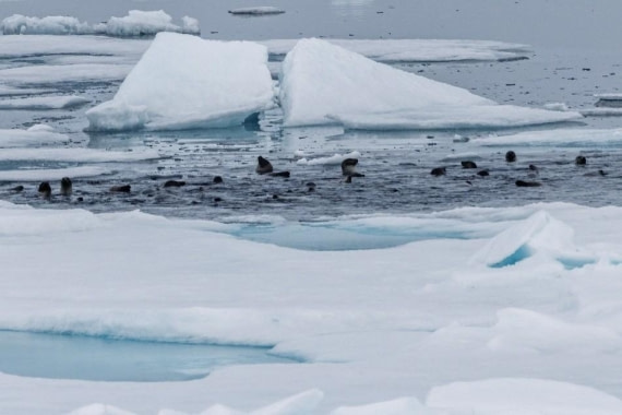 OTL07-26, Day 7, Picture8.jpg © Unknown Photographer - Oceanwide Expeditions.jpg