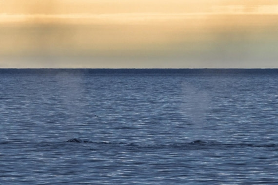 OTL07-26, Day 7, Picture11.jpg © Unknown Photographer - Oceanwide Expeditions.jpg