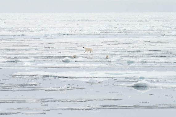 HDS07-26, Day 5, Matt Cheok - Polar Bear x 3 Ice © Matt Cheok - Oceanwide Expeditions.jpg