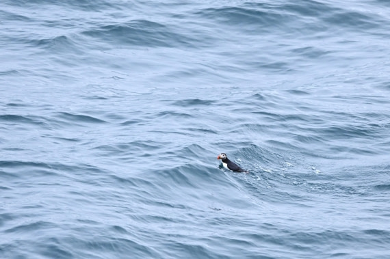 OTL08-26, Day 2, SAS_8752 © Saskia van der Meij - Oceanwide Expeditions.JPG