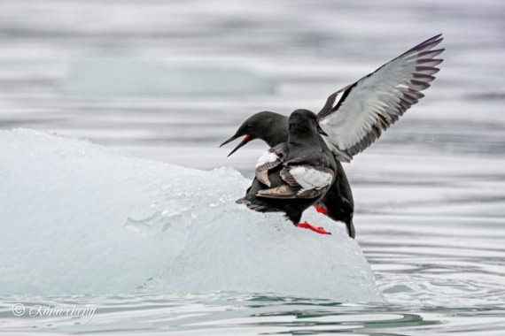 OTL08-26, Day 3, Picture5 © Kana Cheng - Oceanwide Expeditions.jpg
