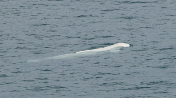 PLA08-26, Day 3, Picture7.jpg © Unknown Photographer - Oceanwide Expeditions.jpg