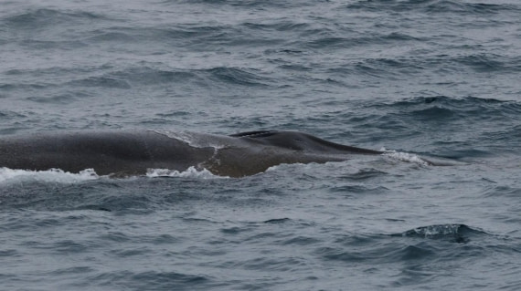 PLA08-26, Day 6, Picture18.jpg © Unknown Photographer - Oceanwide Expeditions.jpg