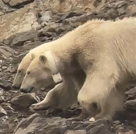 Twin polar bears