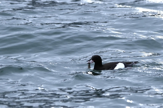 OTL08-26, Day 7, SAS_9374 © Saskia van der Meij - Oceanwide Expeditions.JPG