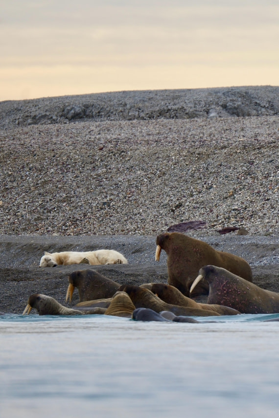 Arctic Encounter