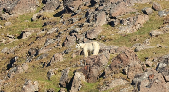 HDS08-26, Day 7, Bear standing Luce © Unknown Photographer - Oceanwide Expeditions.JPG