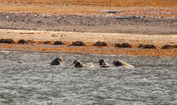 HDS08-26, Day 7, Walrus Luce © Unknown Photographer - Oceanwide Expeditions.JPG