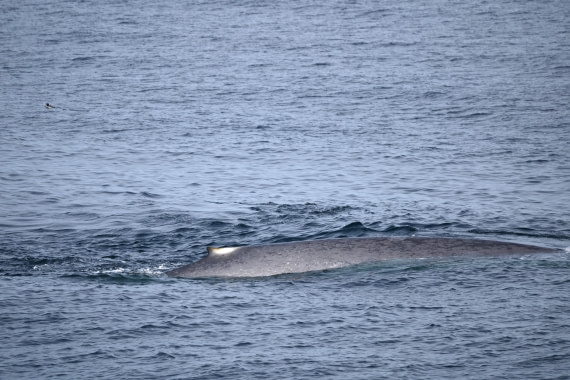OTL09-26, Day 4, SAS_9764 © Saskia van der Meij - Oceanwide Expeditions.JPG
