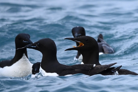 OTL09-26, Day 5, SAS_9891 © Saskia van der Meij - Oceanwide Expeditions.JPG