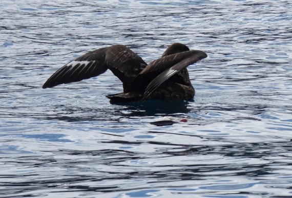 Great Skua