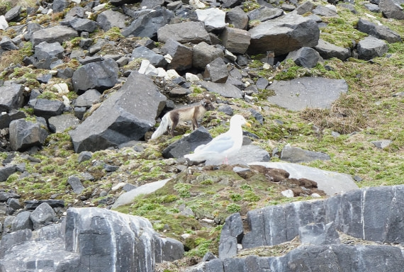 the fox and seagull