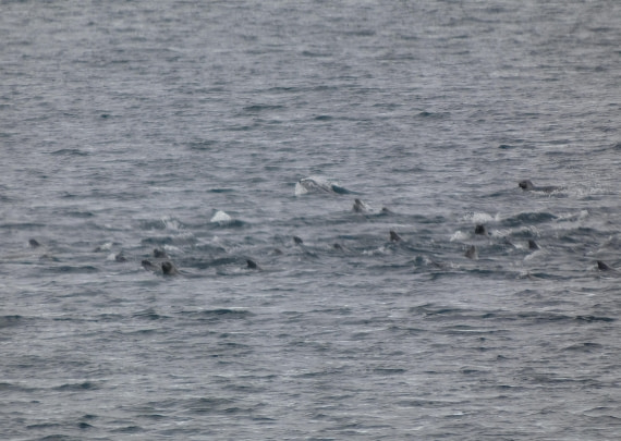 Seals!
