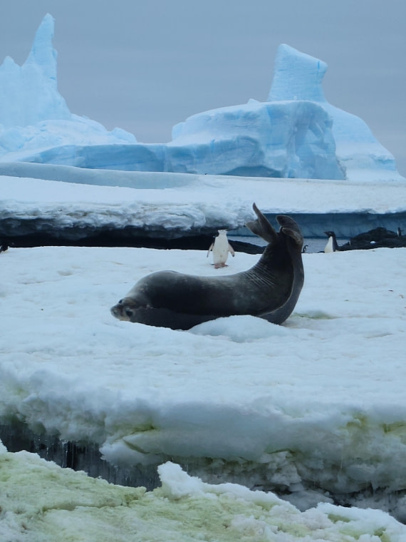 Ice World