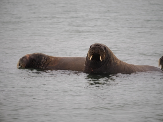 PLA10-26, Day 2, P8031287.JPG © Unknown Photographer - Oceanwide Expeditions.JPG